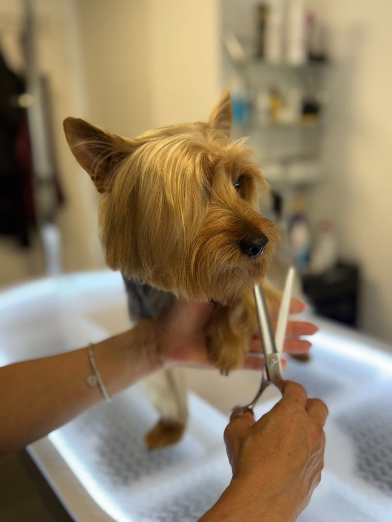 Ein Hund lässt sich das Fell im Hundesalon schneiden.